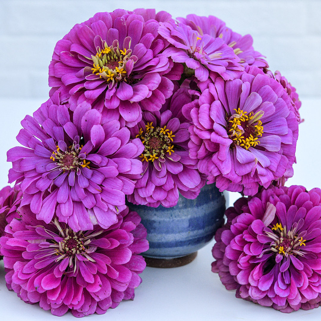 Dream Deep Rosy Lavender Zinnias arranged in blue vase on white background.
