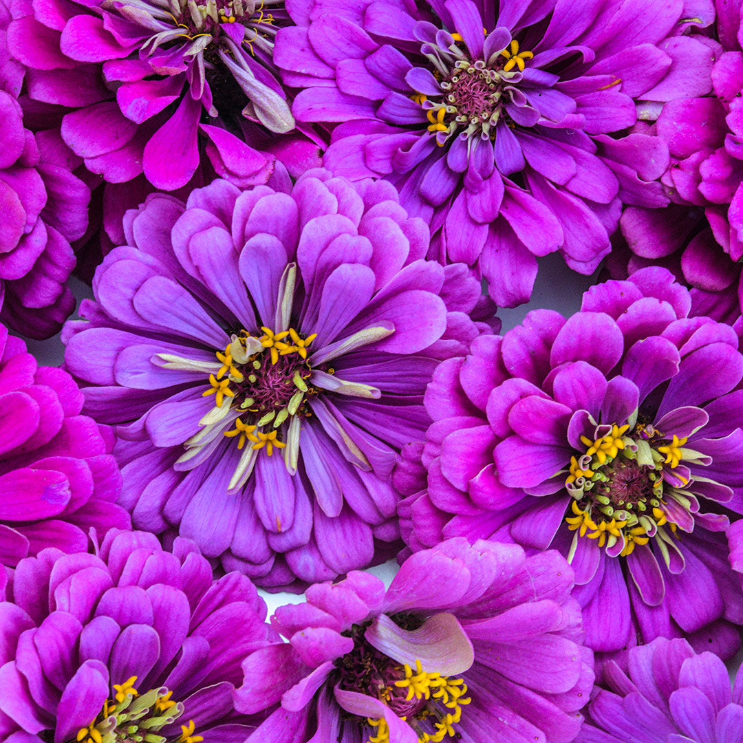 A close-up view of Dream Deep Rosy Lavender Zinnias.