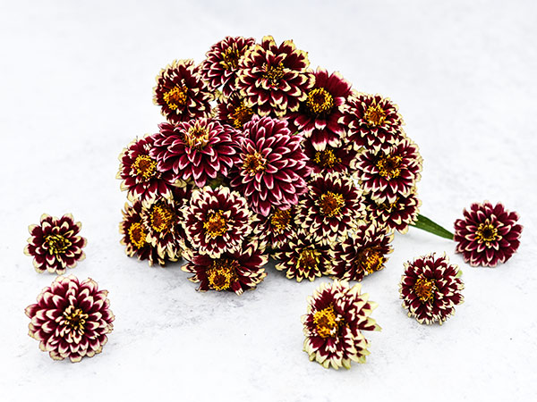 A posy of Jazzy Red Zinnia flowers on light background.
