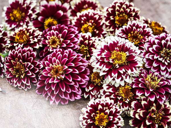 Jazzy Red Zinnia blooms on a wooden background.