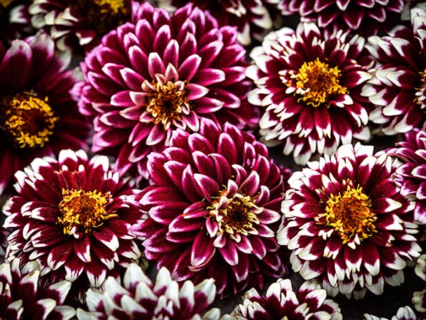 Detailed close-up of Jazzy Red Zinnia blooms.