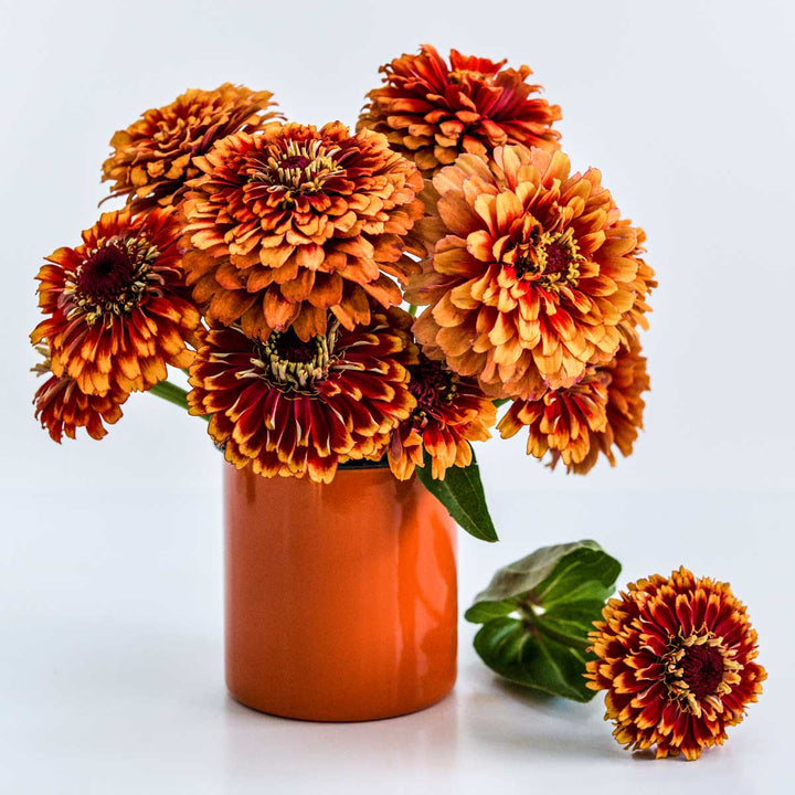 Macarenia Zinnia in a pot with white background.