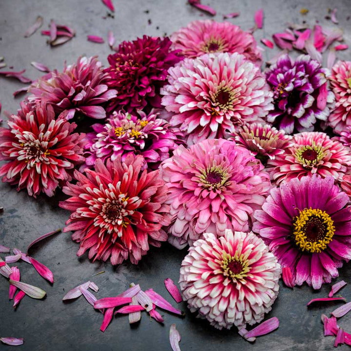 Several Zinnia, Mazurkia flowers on a gray background.