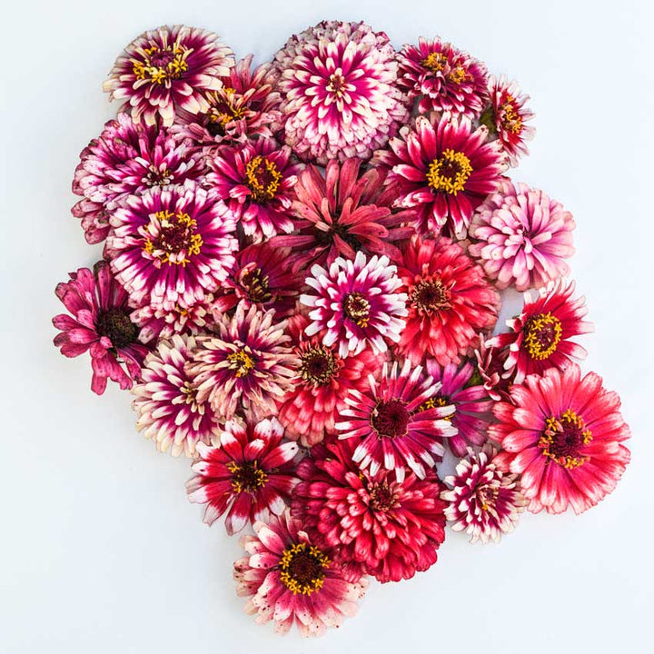 Several Zinnia, Mazurkia flowers are seen from above on a white background.
