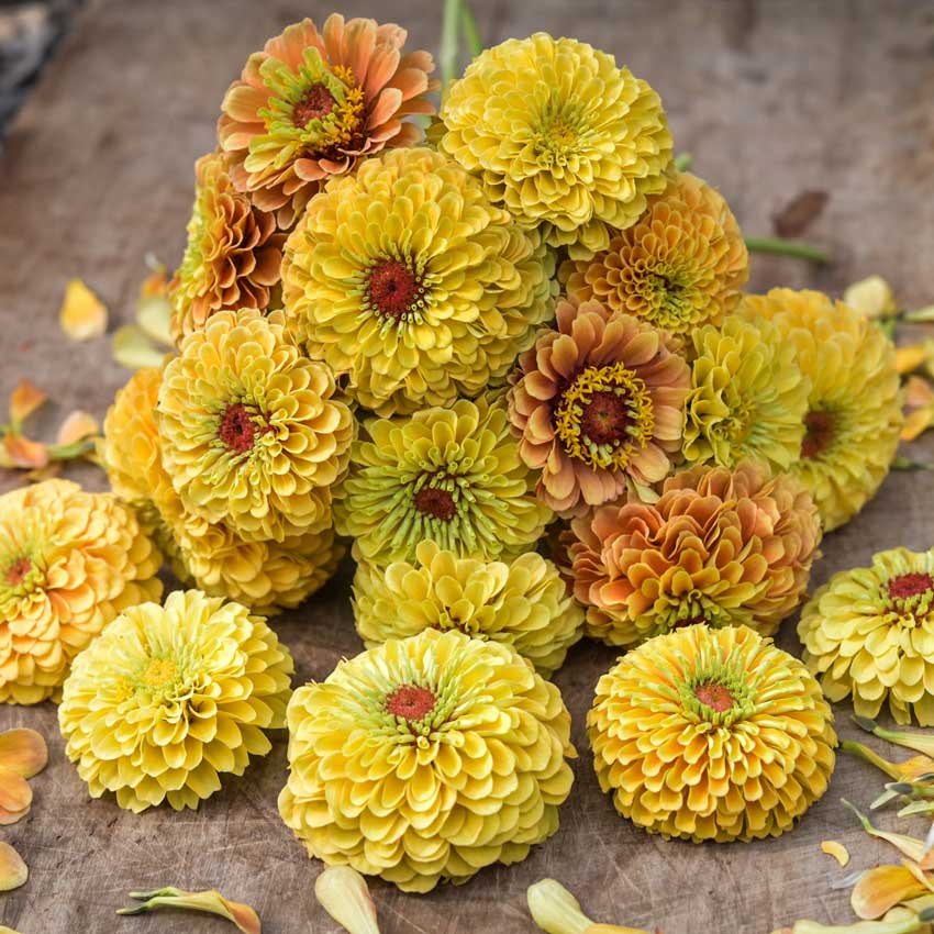 A bunch of Zinnia, Queeny Lemon Peach flowers on a wooden board.