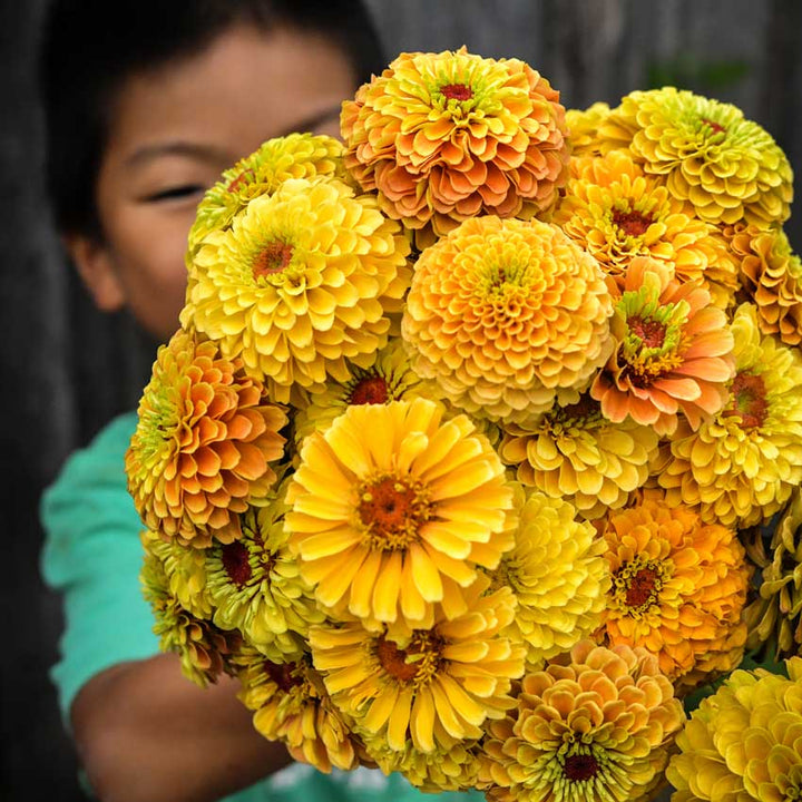 Child holding a bunch of Zinnia, Queeny Lemon Peach flowers.