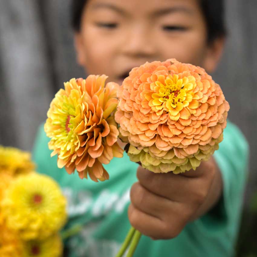 Child holding a 2 of Zinnia, Queeny Lemon Peach flowers close to the camera.