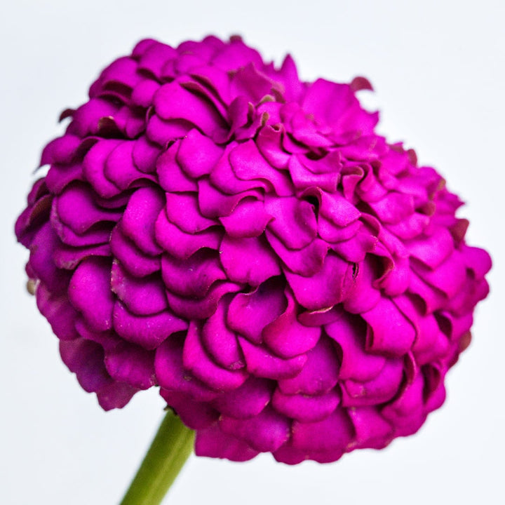 A close-up side view of a single Oklahoma Carmine Zinnia flower on a white background.