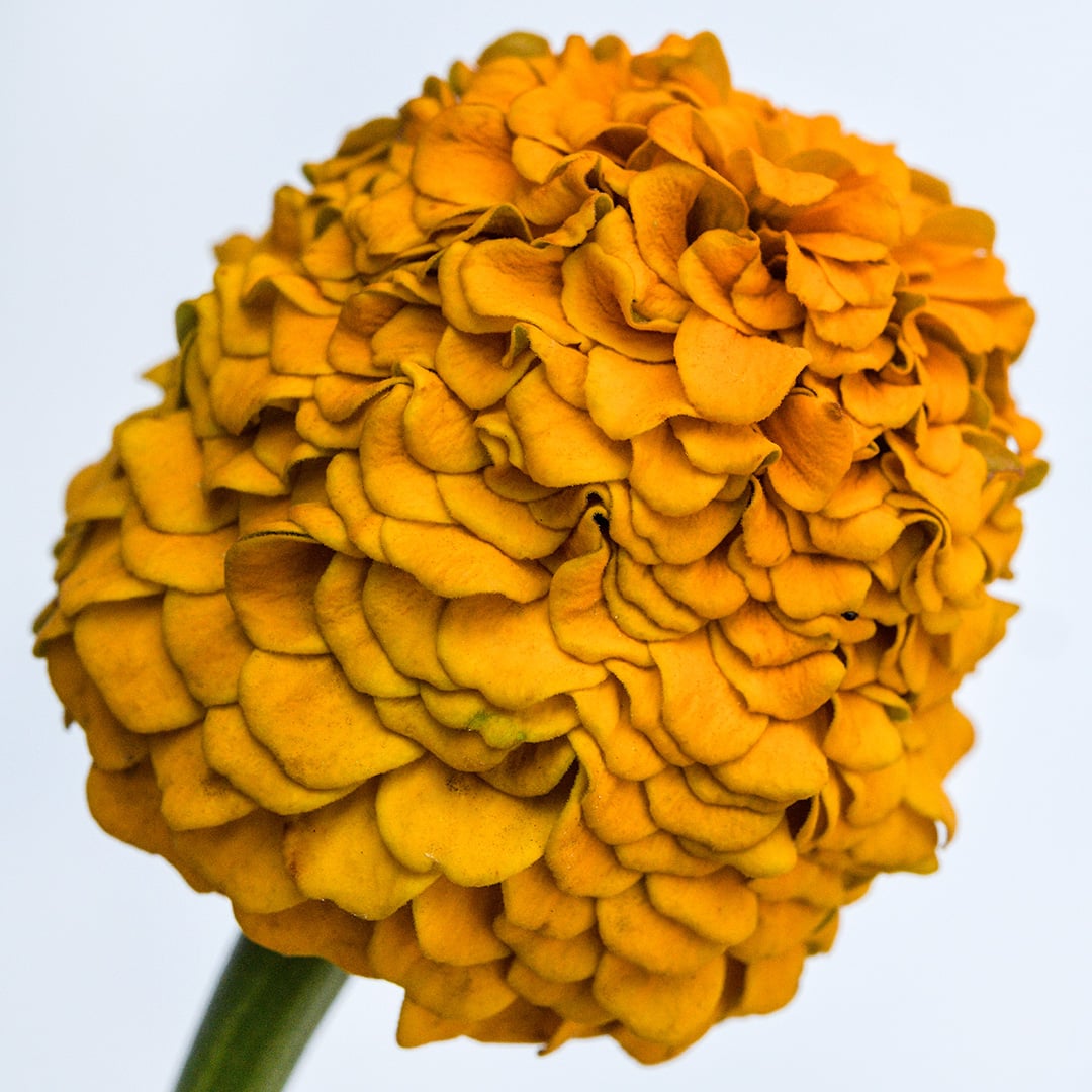 A profile view of a single Oklahoma Golden Yellow Zinnia flower on a light background.