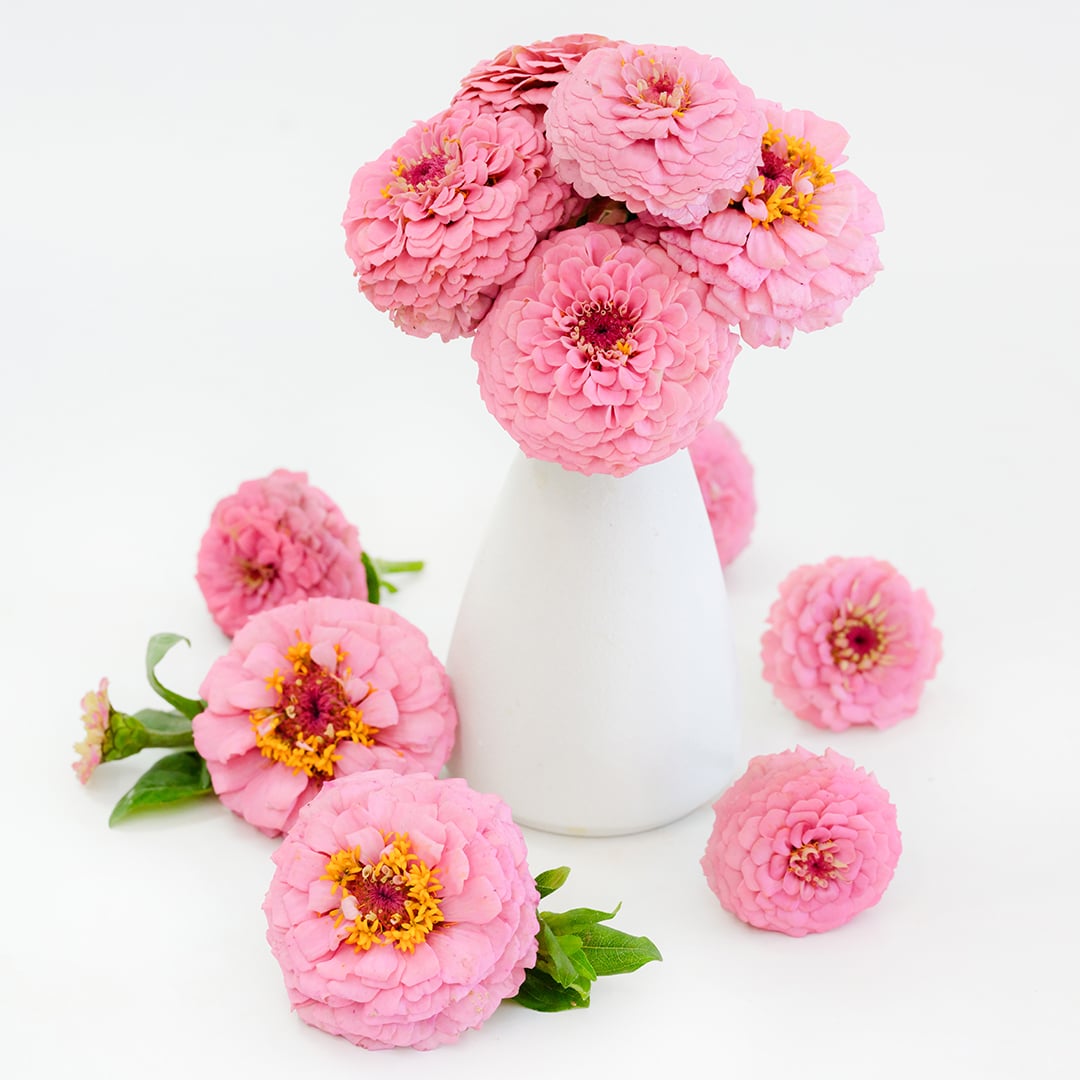 An arrangement of Oklahoma Pink Zinnias on a white background.