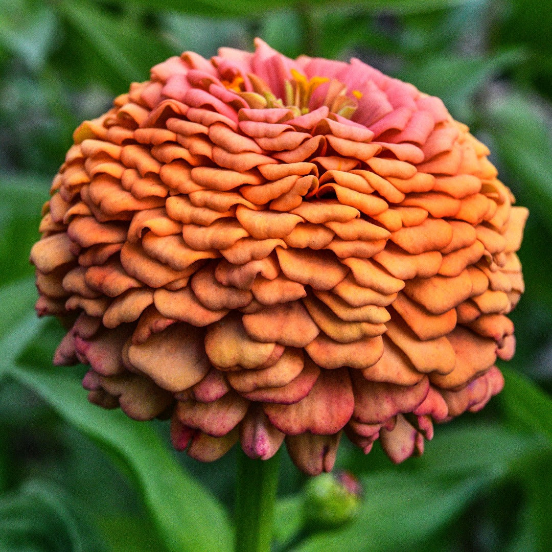 A profile view of a Oklahoma Salmon Zinnia growing in the trial gardens at Baker Creek.