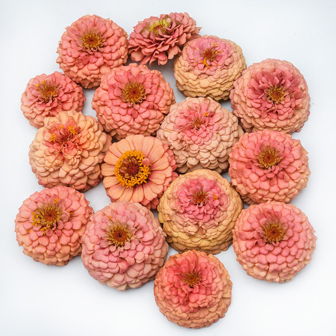 An overhead view of Oklahoma Salmon Zinnias on a white background.