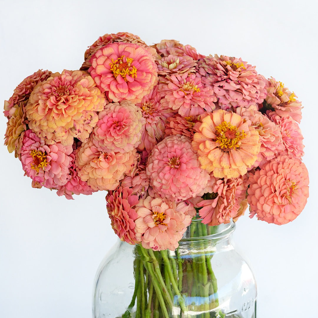 A mason jar full of Oklahoma Salmon Zinnia against a white background.