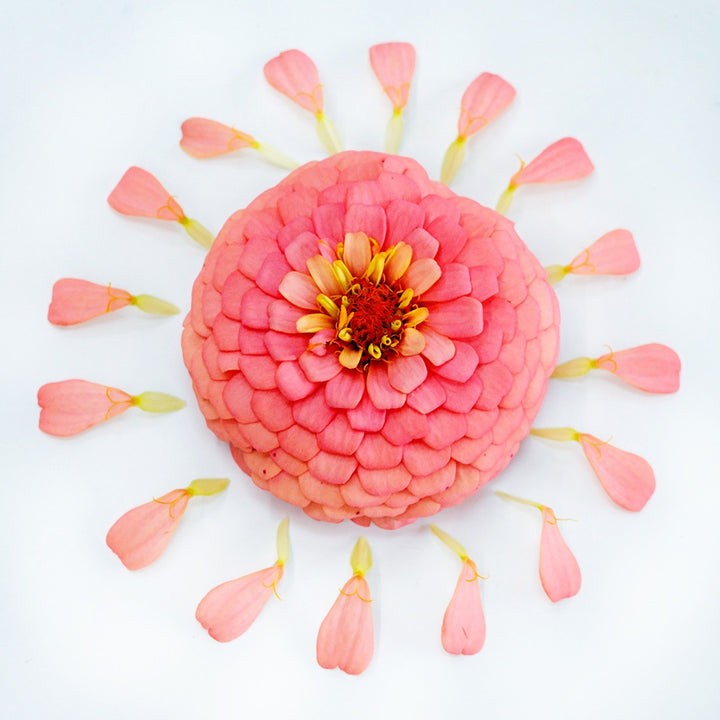 A single Oklahoma Salmon Zinnia surrounded by petals on a white background.