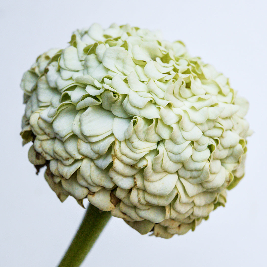 A profile view of single Oklahoma White Zinnia bloom on a light background.
