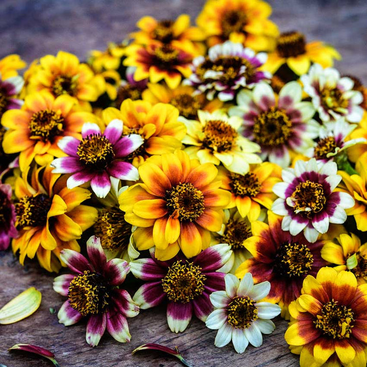 Zinnia, Persian Carpet bunch on wooden deck boards.