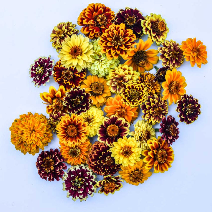 Zinnia, Persian Carpet flower heads on white background.
