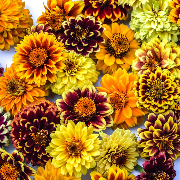 Zinnia, Persian Carpet flower heads closeup on white background.