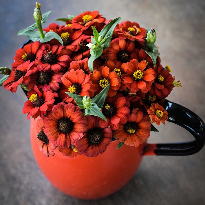 Peruviana Zinnia in a red mug.