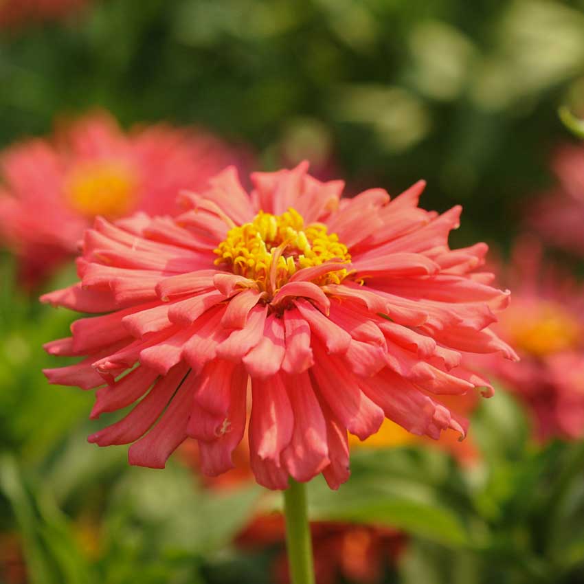 Pink Senorita Zinnia flower closeup in the field.