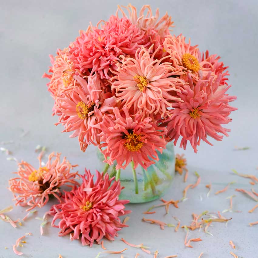 Bunch of Pink Senorita Zinnia in a glass vase.