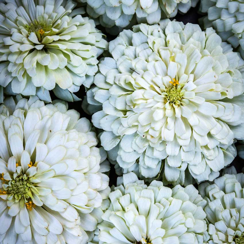 Several Polar Bear - Zinnia up close.