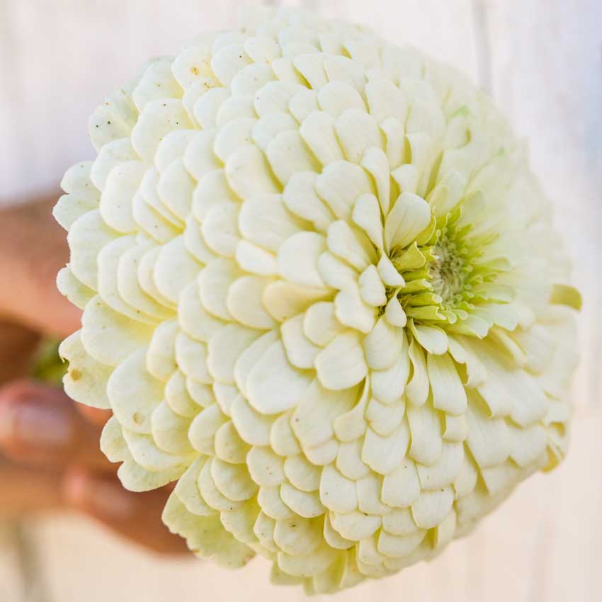 Hand holding Polar Bear - Zinnia.