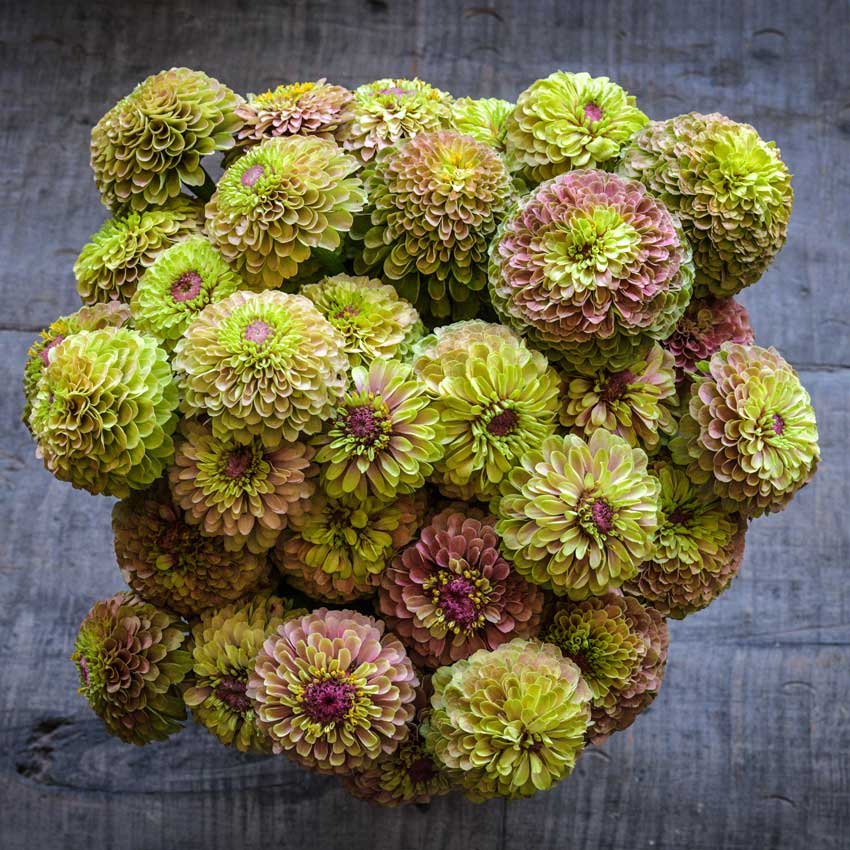 Queen Lime Blush Zinnia bouquet in vase on wooden table.