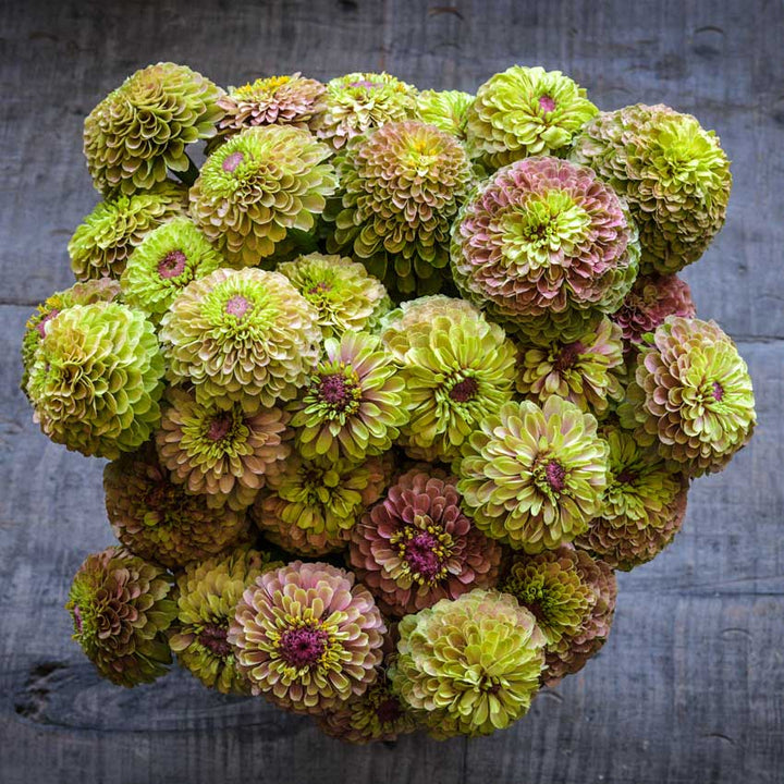 Queen Lime Blush Zinnia bouquet in vase on wooden table.