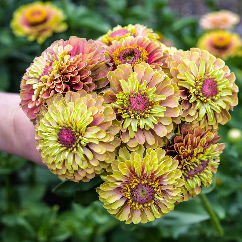 A hand holds a bouquet of Queen Lime Blush Zinnia in the garden.