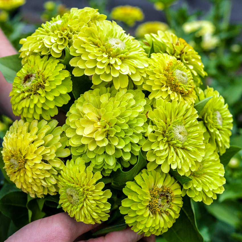 Bunch of Zinnia, Queen Lime flower held with two hands.