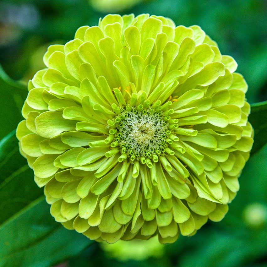 Zinnia Queen Lime flower head closeup.