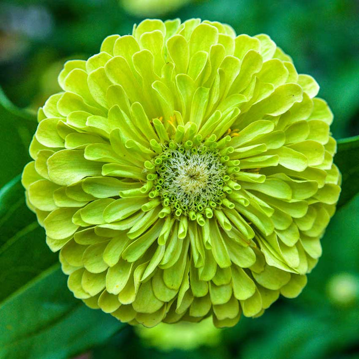Zinnia Queen Lime flower head closeup.