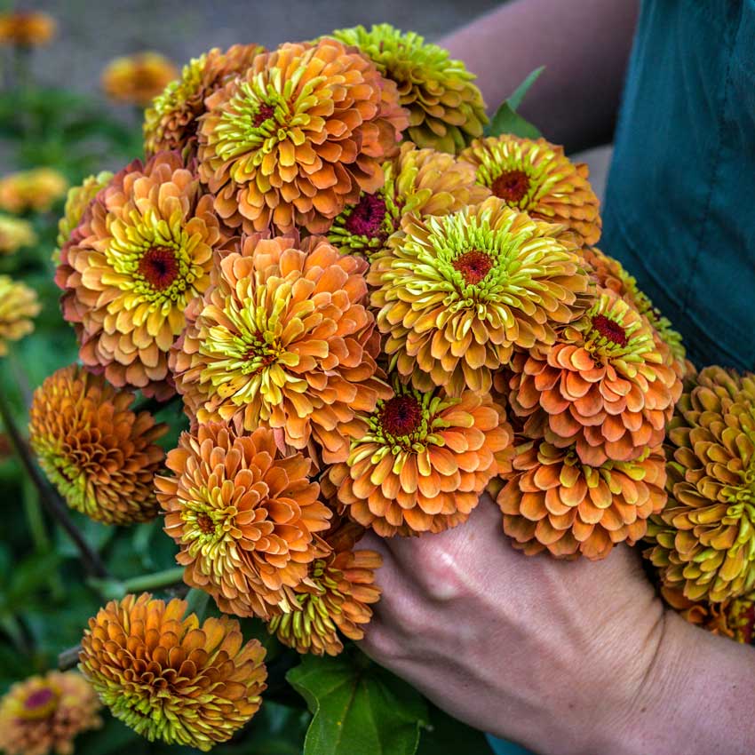 Queen Lime Orange Zinnia bouquet held by hand.