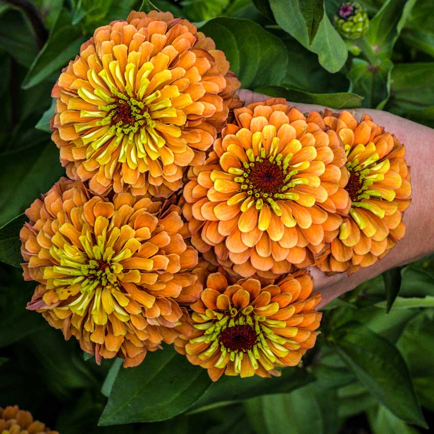 Queen Lime Blush Zinnia bouquet with green leaf background.