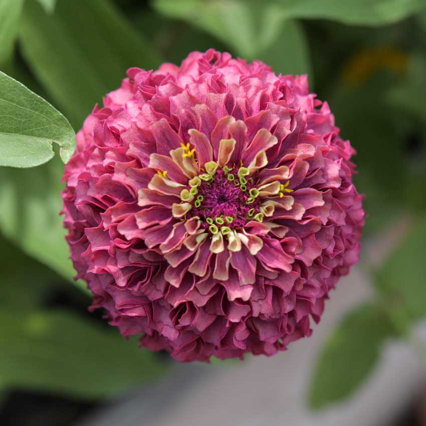 Queen Lime Red Zinnia flower closeup.