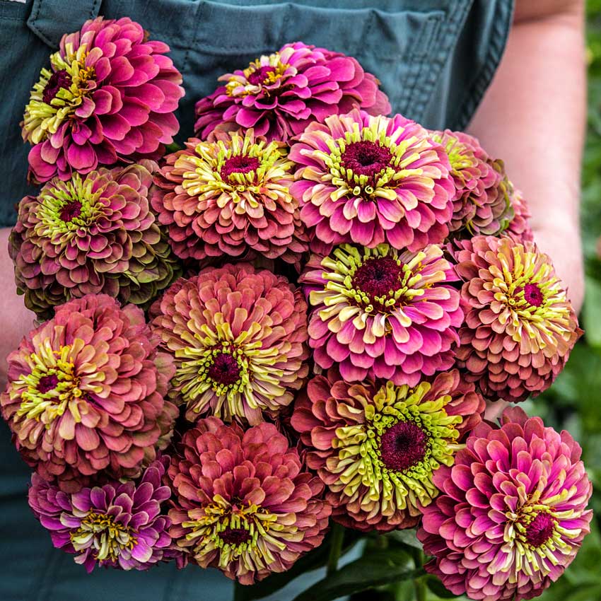 A farmer holds a bouquet of Queen Lime Red Zinnia.