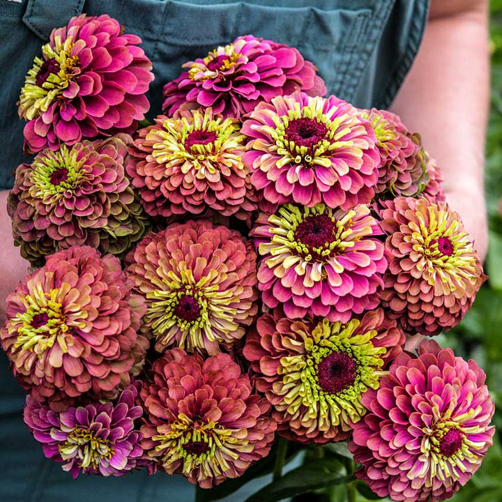 A farmer holds a bouquet of Queen Lime Red Zinnia.