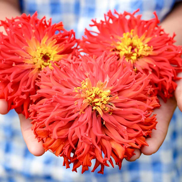 Hands holding three Zinnia, Redman Super Cactus flowers.