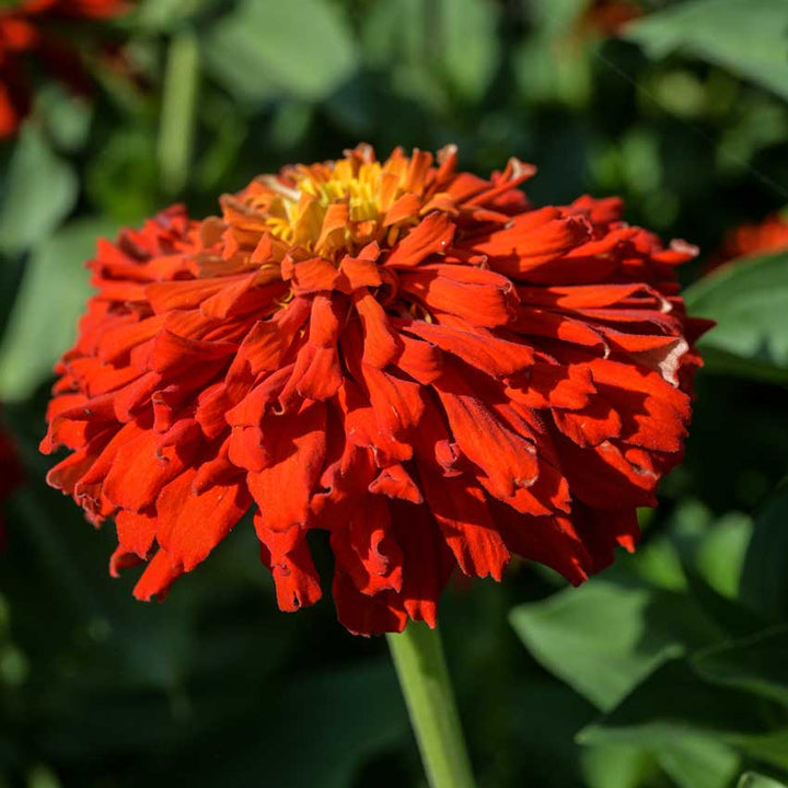 Zinnia, Redman Super Cactus closeup in a planted row.