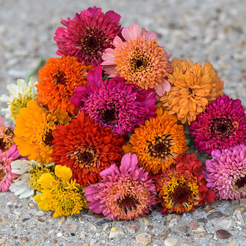 Zinnia, Scabiosa bunch on gravel pavement.