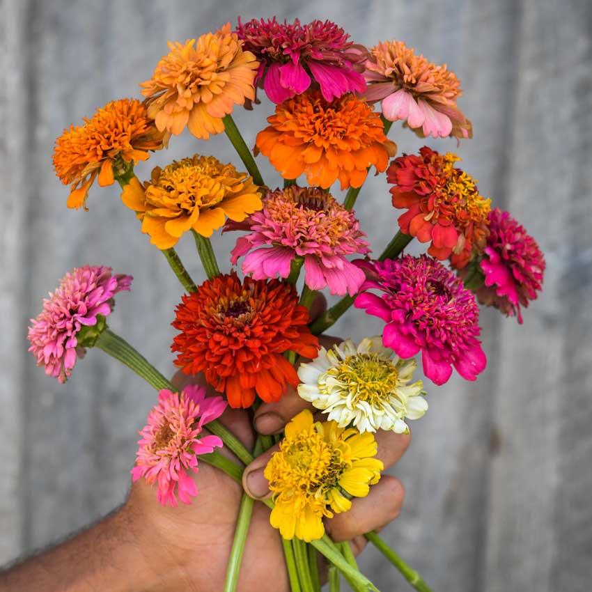 Zinnia, Scabiosa bunch on held by hand.