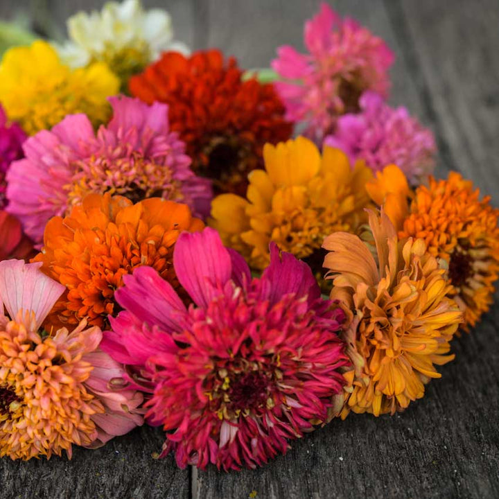 Zinnia, Scabiosa bunch on Wood Deck boards.