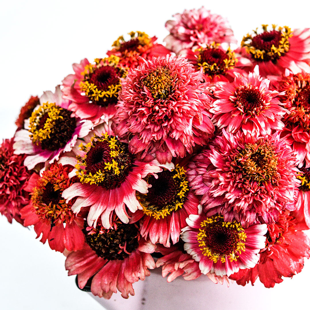 A profile view of a flower arrangement of Zinderella Fizz Zinnias against a bright white background.