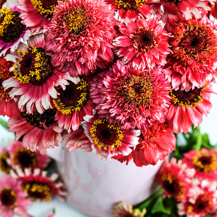A close-up look at a Zinderella Fizz Zinnia flower arrangement.