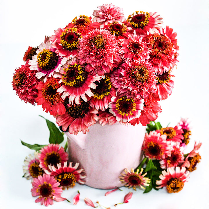 Zinderella Fizz Zinnias arranged in a light pink pitcher on a white background.