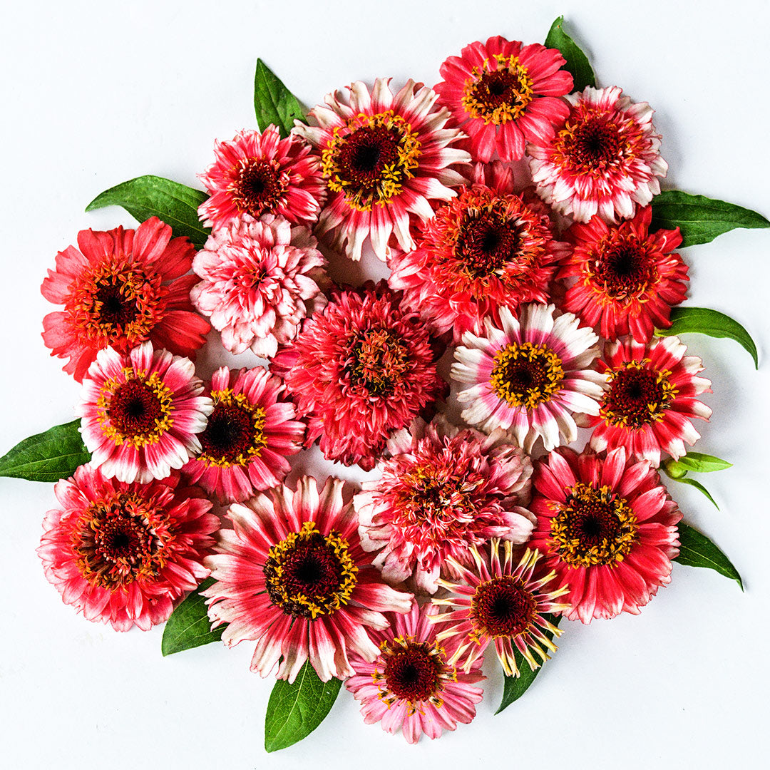 An overhead view of Zinderella Fizz Zinnias on white background.