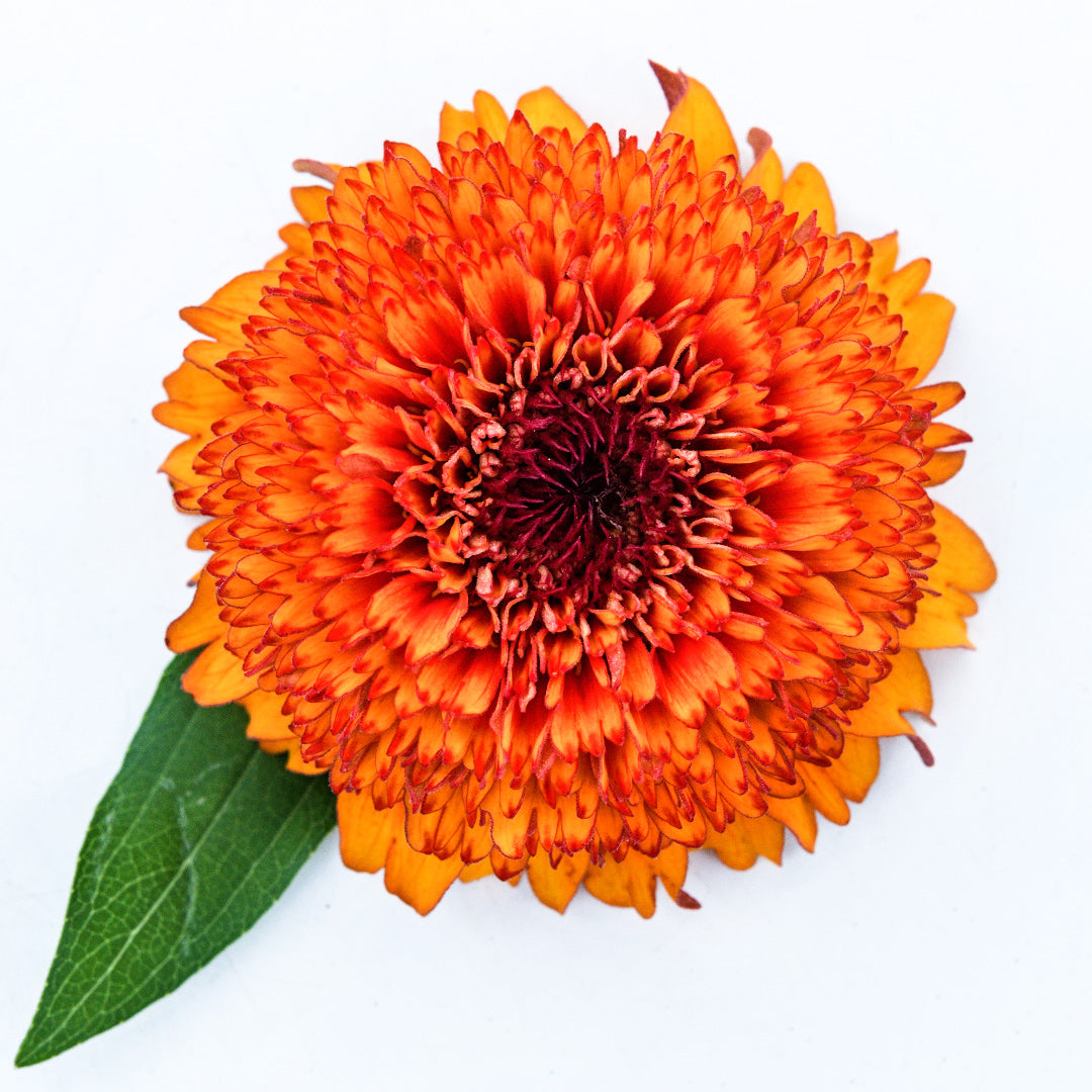 A single Zinderella Zest Zinnia with a leaf from the mix on a high key background.