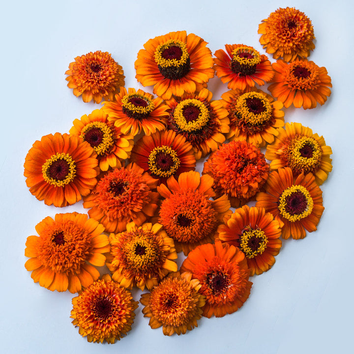 An overhead view of the different blooms included in the Zinderella Zest Zinnia mix.