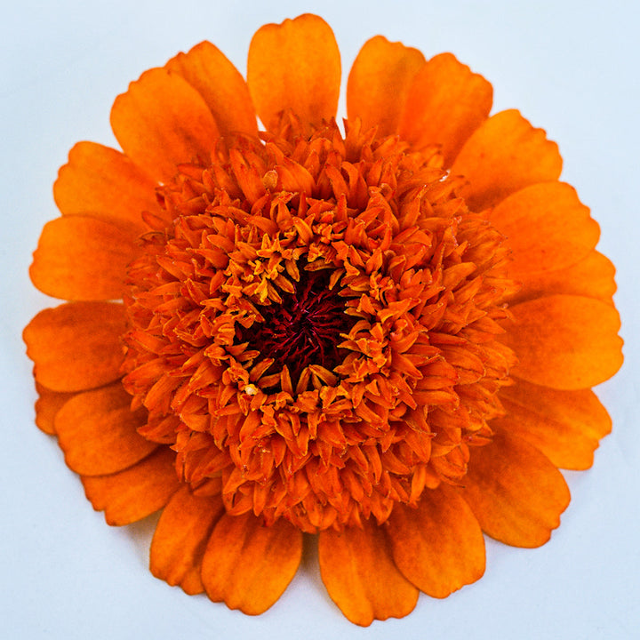 A macro view of one Zinderella Zest Zinnia.